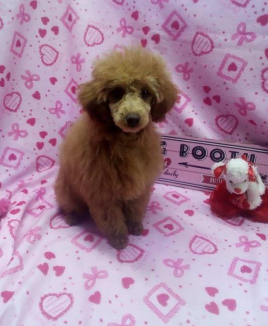 Mini Poodle for sale