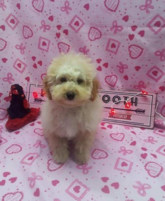Mini Poodle for sale