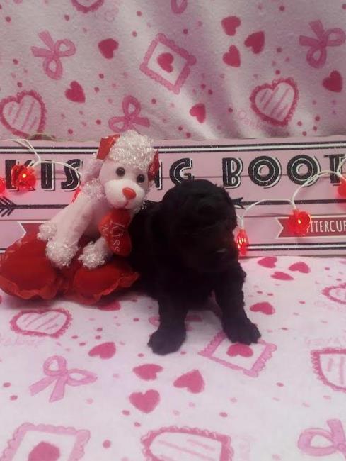 toy poodle puppy