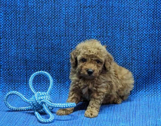 Toy Poodle for sale